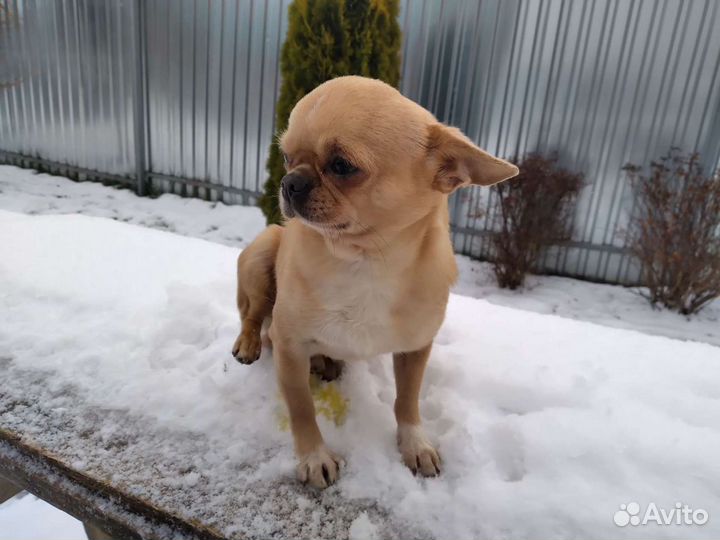 Вязка чихуа