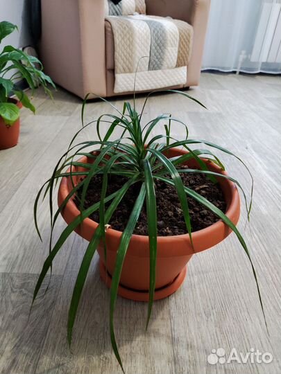 Пальма драцена