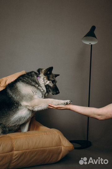 Собака в добрые руки