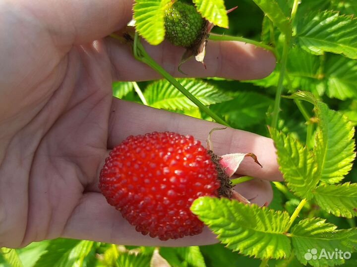 Тибецкая малина