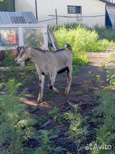 Американская ламанча,козлята, коза дойная