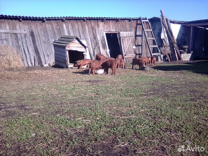 Поросята от племенного хряка