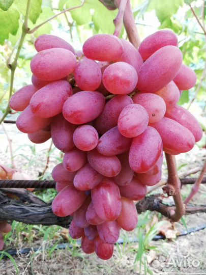 Саженцы винограда и плодовых