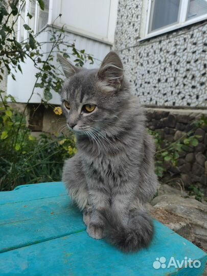 Кошечка в добрые руки
