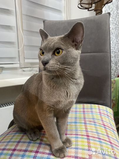 Бурманская