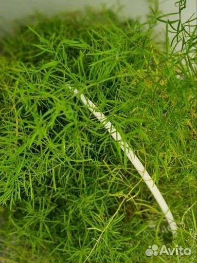 Комнатное растение аспарагус спаржа