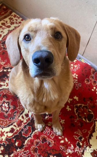 Собака кобель