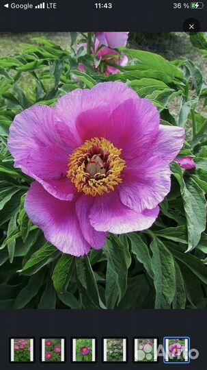 Пион марьин корень