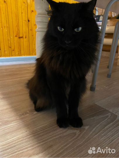 Отдам кота в добрые руки