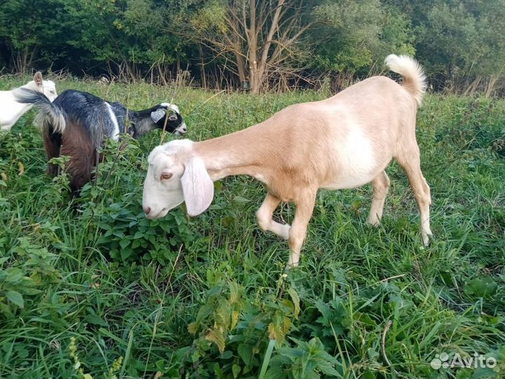 Козы козлята козлы
