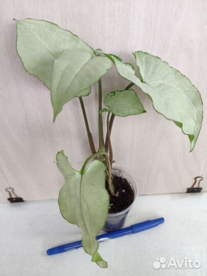 Укорененные растения