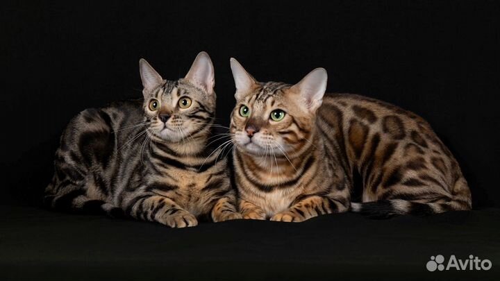 Домашние леопарды