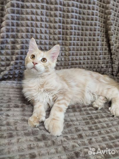 Котята мейн-кун