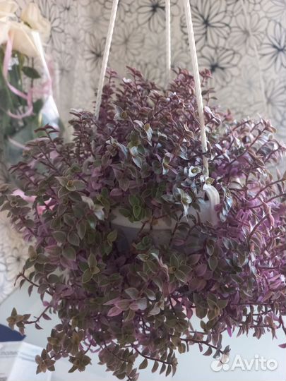 Комнатные цветы