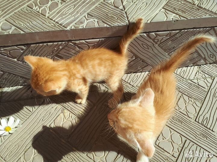 Котята мальчики
