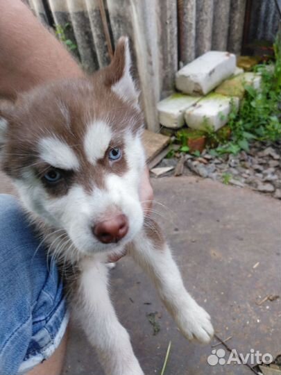 Щенки сибирской хаски