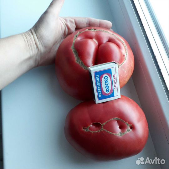 Помидоры крупные домашние
