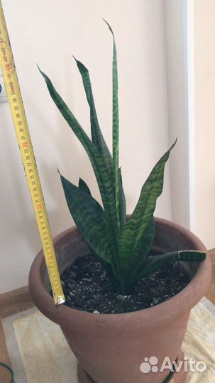 Растение Сансевиерия. «Щучий хвост»