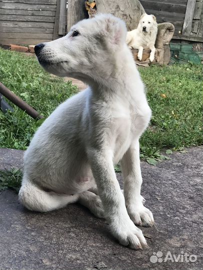 Щенки алабая