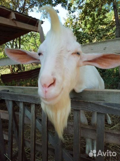 Козел зааненский