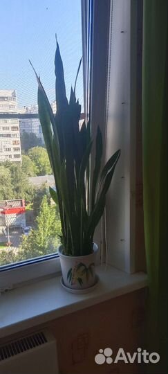 Сансевиерия тещин язык