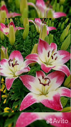 Лилии луковицы