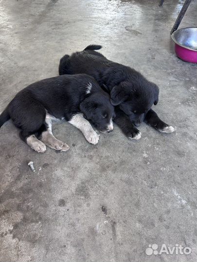 Щенки В добрые руки