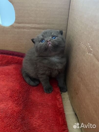 Шотландские вислоухие котята прямоухие