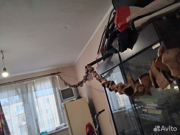 Сушеные грибы