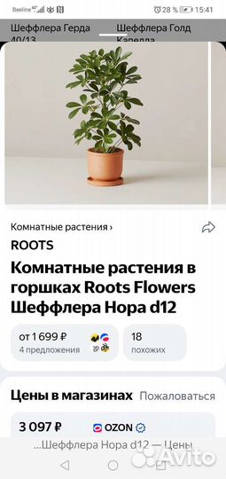 Комнатное растение Шеффлера Нора