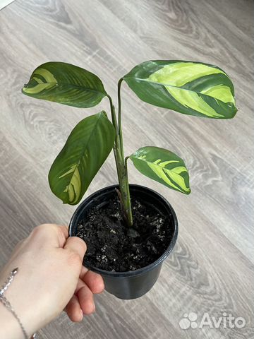 Комнатные цветы