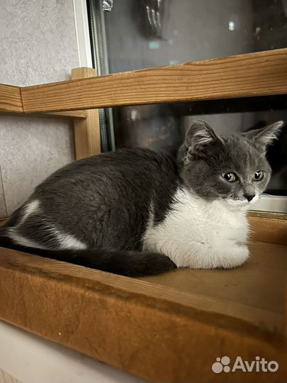 Британский котенок (метис)