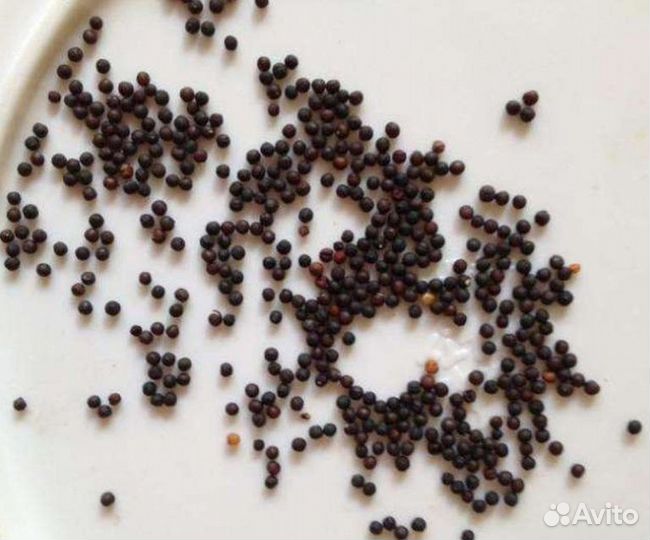 Гипсофила белая (Семена)