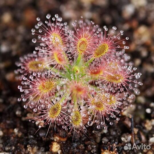 Drosera dionaea nepenthes семена