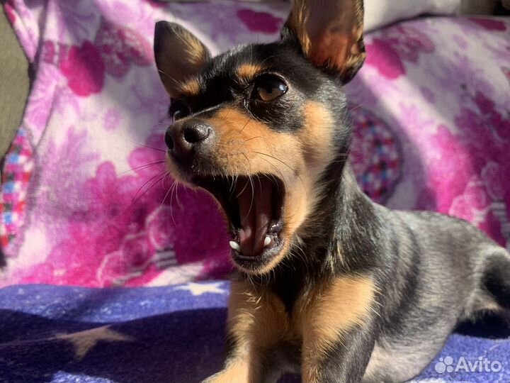 Вязка собак той терьеров