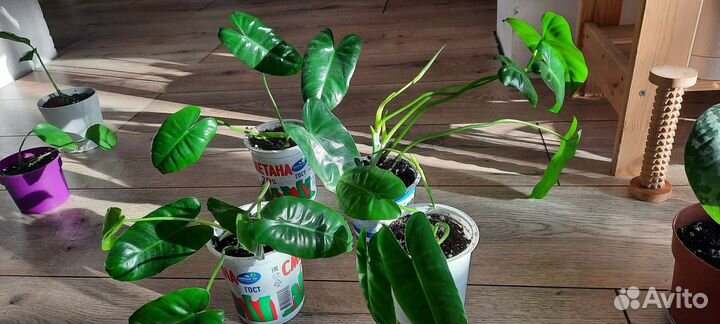 Филодендрон бурле макс