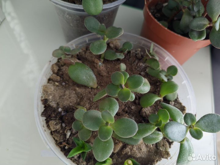 Толстянка денежное дерево