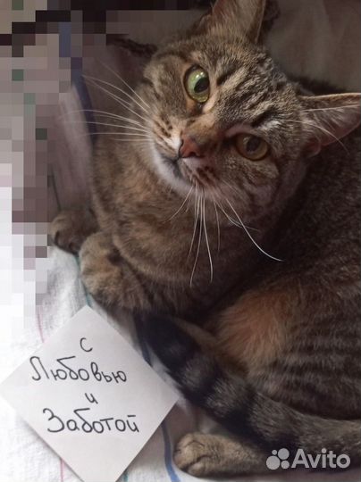 Передержка Кошки и грызуны