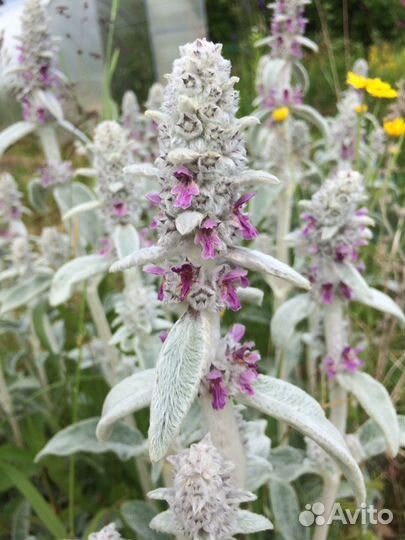 Чистец «овечьи ушки» делянки