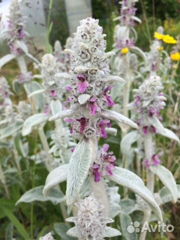 Чистец «овечьи ушки» делянки