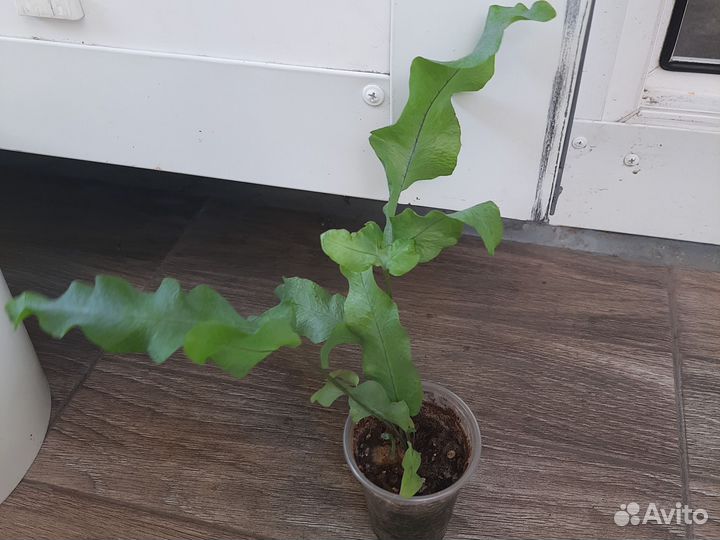 Папоротники сортовые