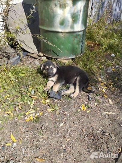 Отдам бесплатно щенки