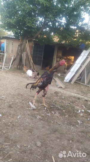 Бойцовая птица