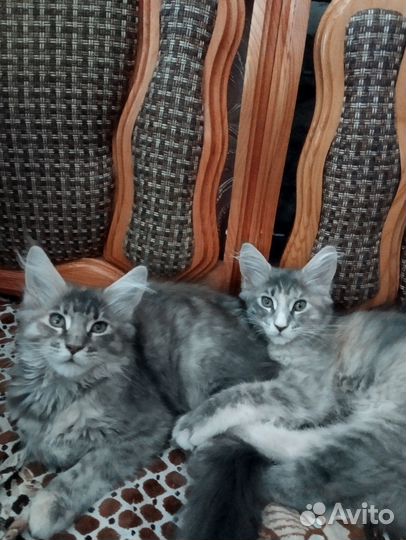 Котята мейн-кун