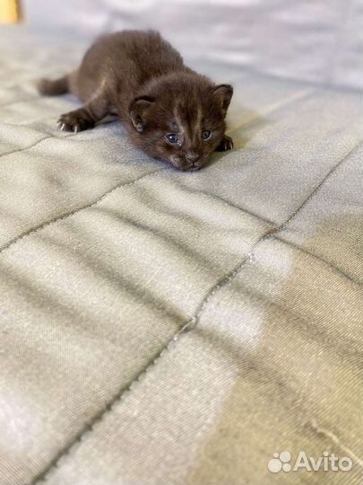 Чаузи ф1в эксклюзивном окрасе шоколад