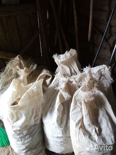 Картофель на корм скоту