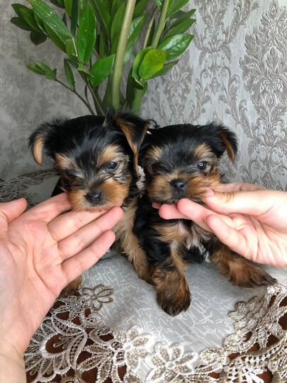 Щенки мини йоркширского терьера