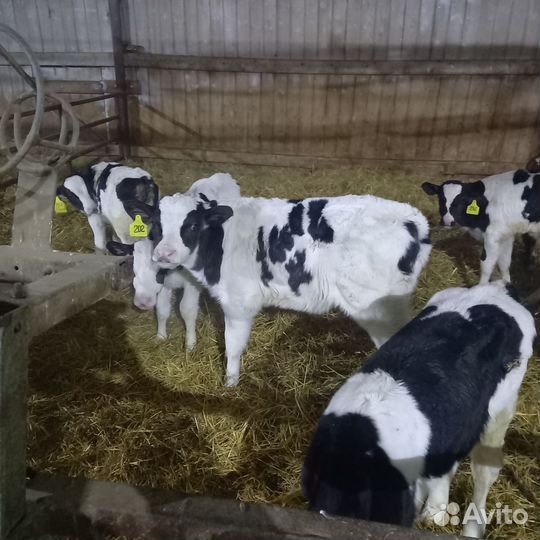 Бычки и тёлки