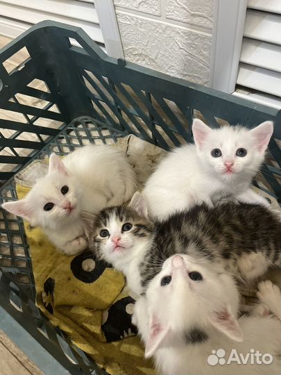 Котята