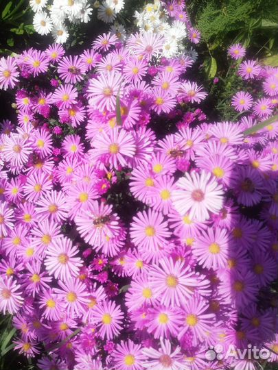 Цветы садовые